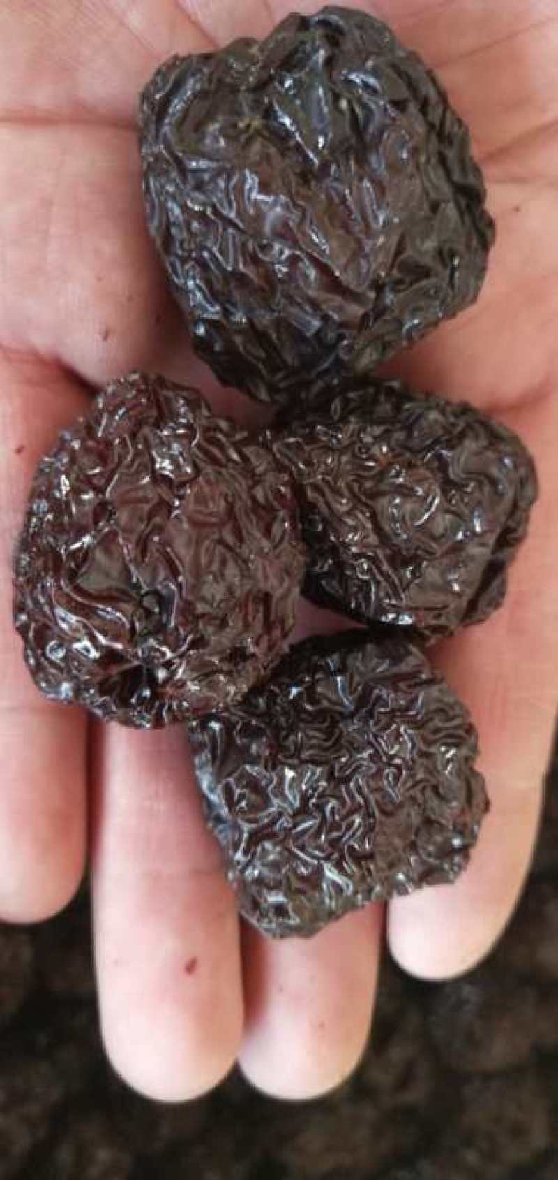 厂家批发乌枣紫晶枣烟熏枣黑枣一手货源现货供