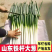 【火爆】大葱铁杆大葱规格齐全口感好代发全国