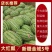 新疆西瓜，金城五号西瓜，保质保量，口感细脆，产地直发