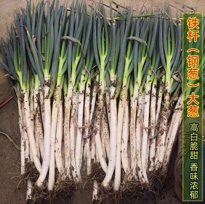 【大葱】山东铁杆大葱一手货源规格齐全坏单包赔