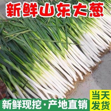 【推荐】大葱山东铁杆大葱常年有货规格齐全代发全国