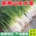 【推荐】大葱山东铁杆大葱常年有货规格齐全代发全国