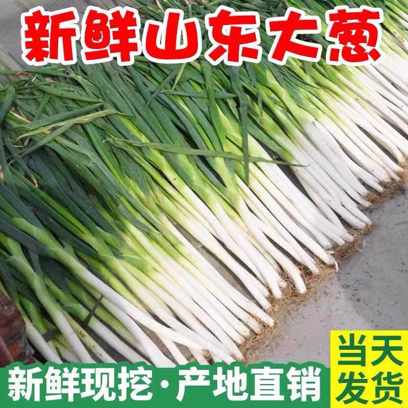 【推荐】大葱山东铁杆大葱常年有货规格齐全代发全国