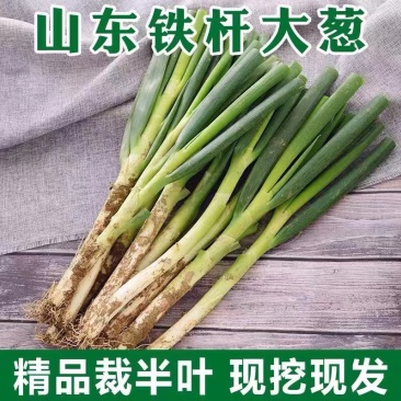 【大葱】安丘铁杆大葱净葱.毛葱规格齐全，常年供货