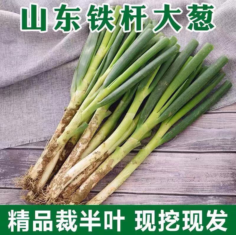 【大葱】安丘铁杆大葱净葱.毛葱规格齐全，常年供货