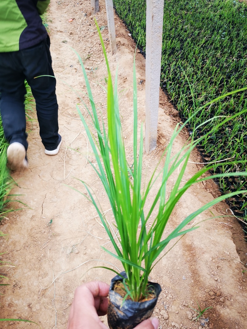 多年生涝峪苔草崂峪苔草青绿苔草苗圃直供大量供应