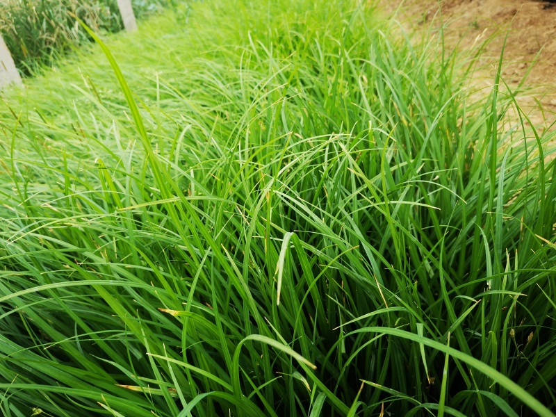 多年生涝峪苔草崂峪苔草青绿苔草苗圃直供大量供应