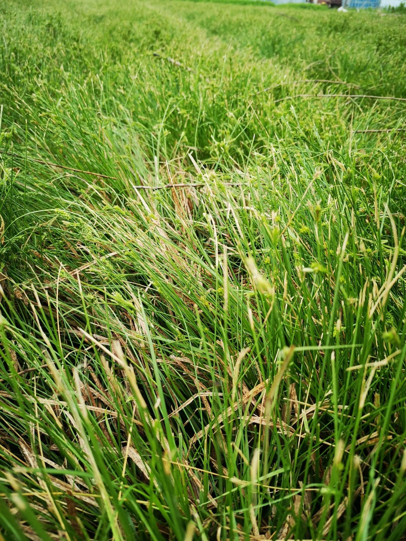 多年生涝峪苔草崂峪苔草青绿苔草苗圃直供大量供应