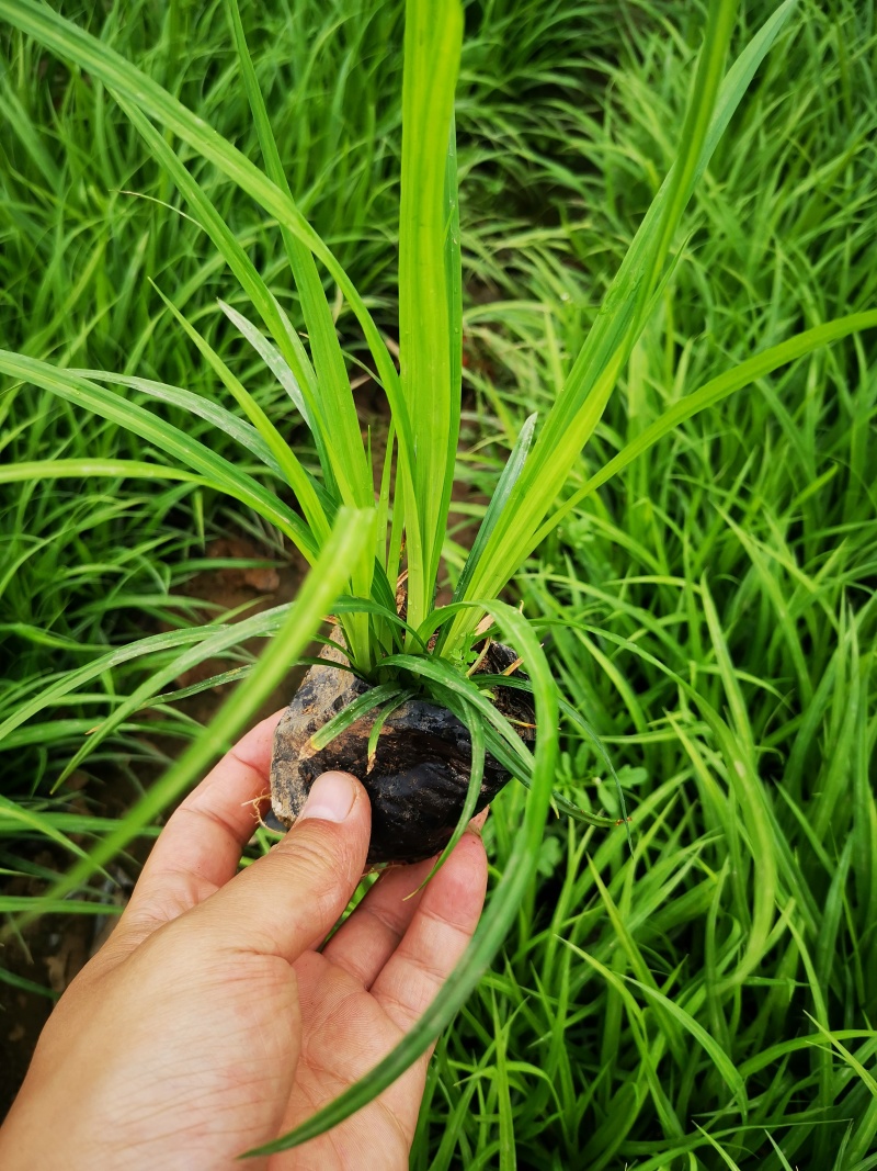 多年生涝峪苔草崂峪苔草青绿苔草苗圃直供大量供应