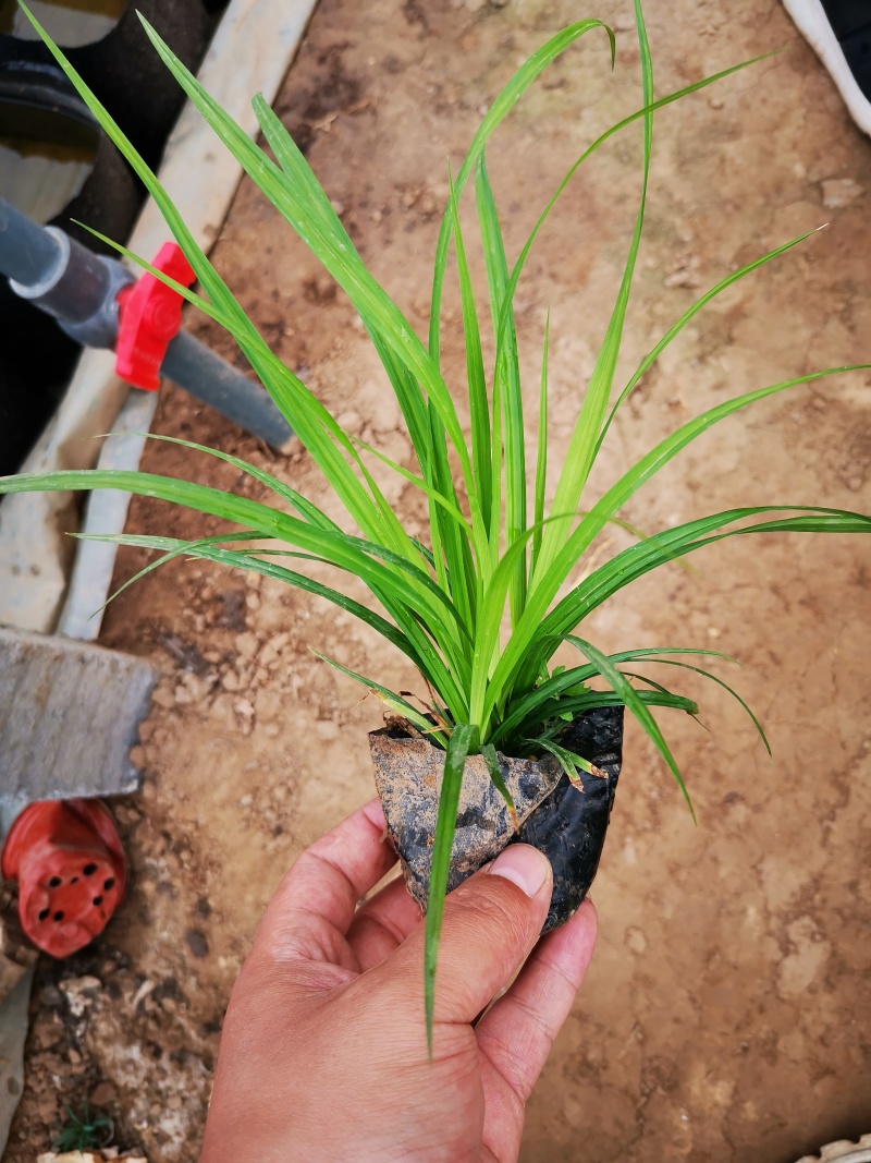 多年生涝峪苔草崂峪苔草青绿苔草苗圃直供大量供应