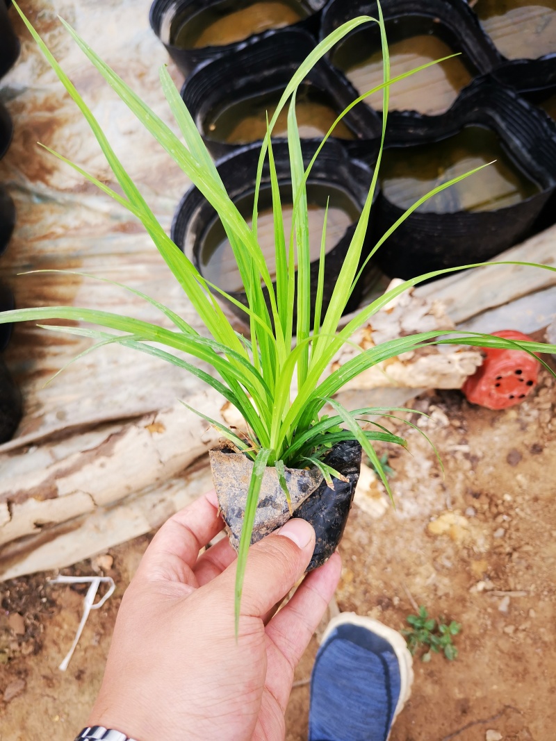 多年生涝峪苔草崂峪苔草青绿苔草苗圃直供大量供应