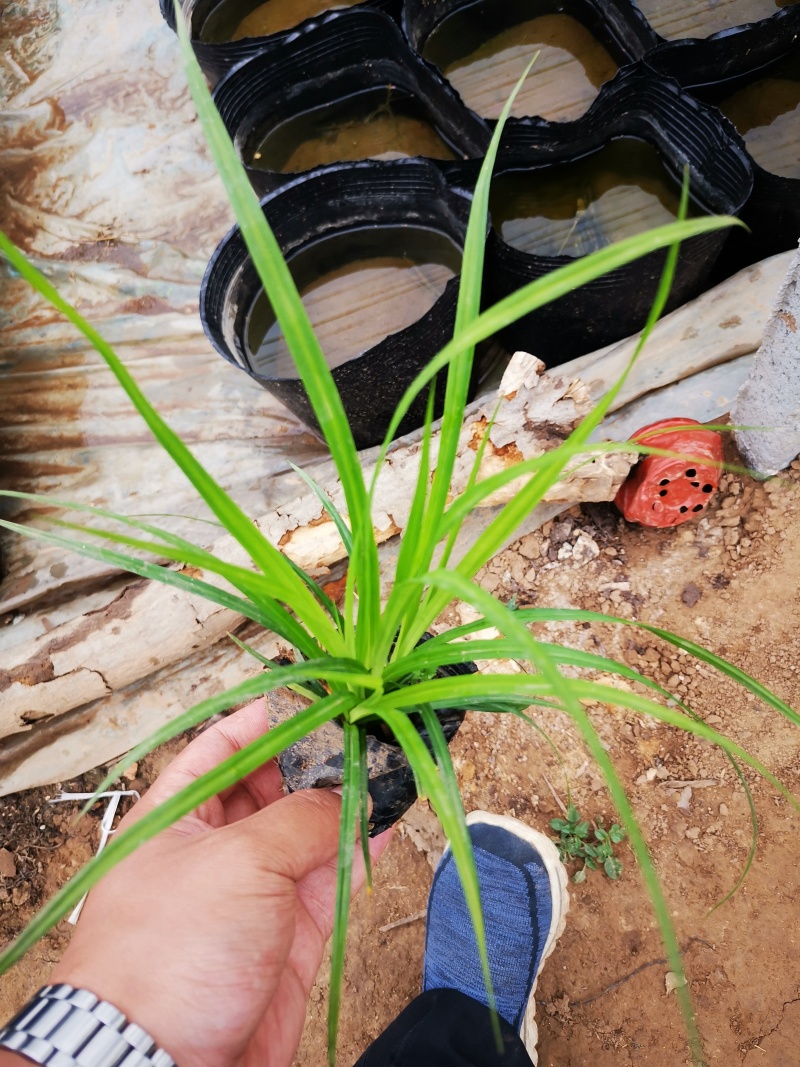 多年生涝峪苔草崂峪苔草青绿苔草苗圃直供大量供应