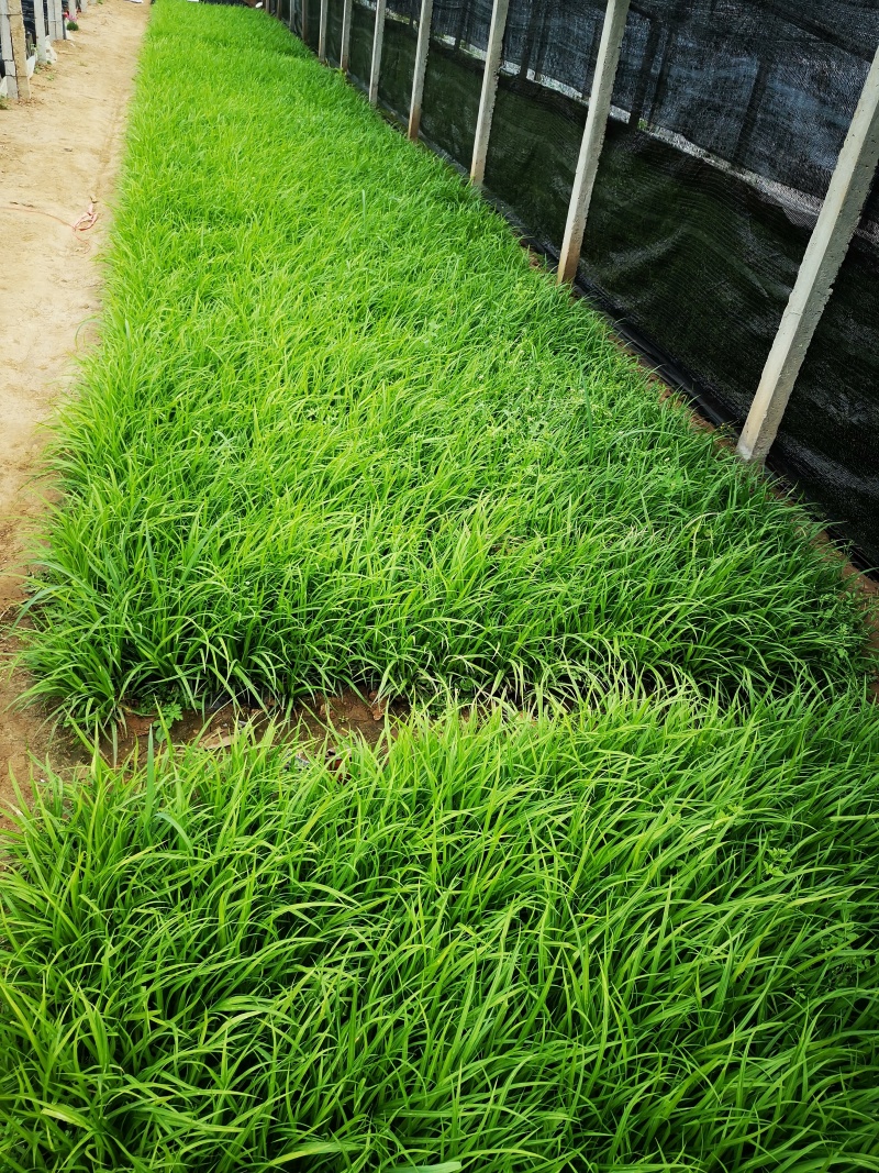 多年生涝峪苔草崂峪苔草青绿苔草苗圃直供大量供应