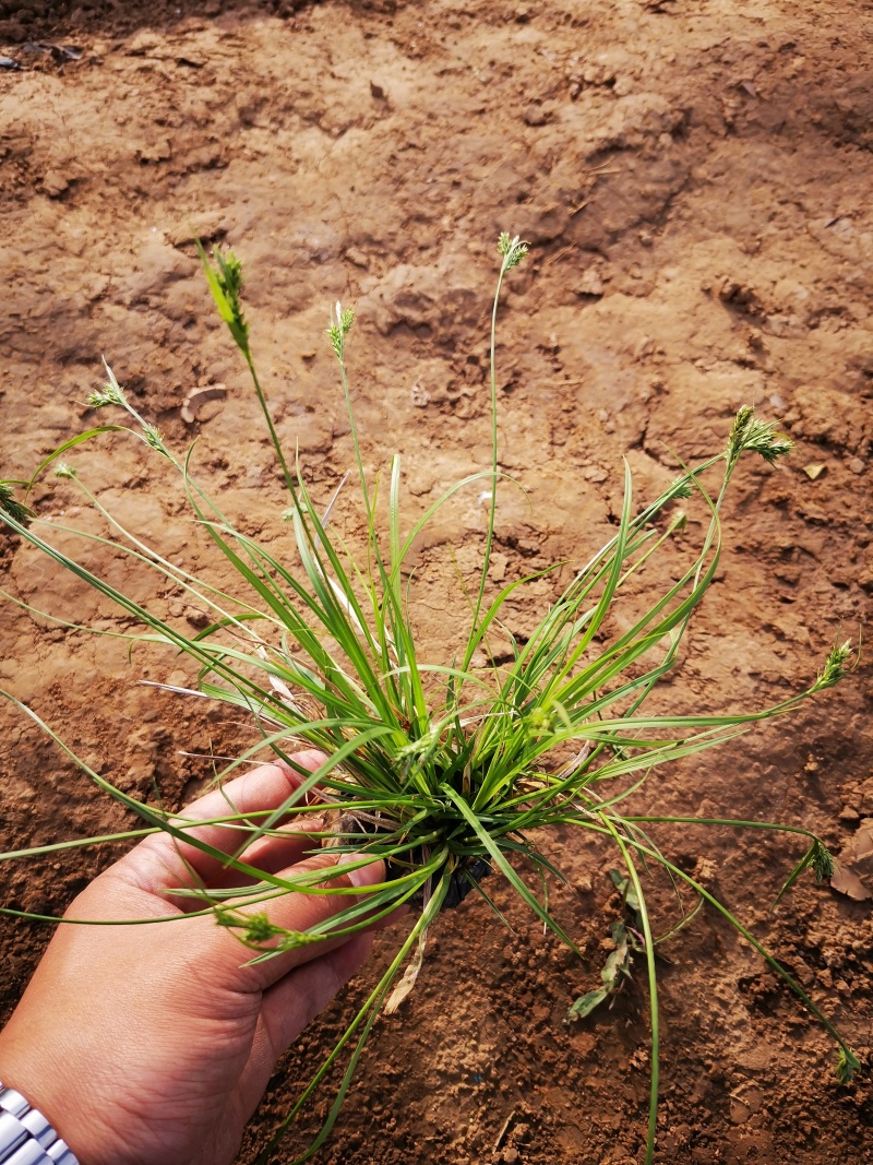 多年生涝峪苔草崂峪苔草青绿苔草苗圃直供大量供应