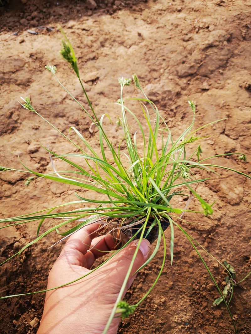 多年生涝峪苔草崂峪苔草青绿苔草苗圃直供大量供应