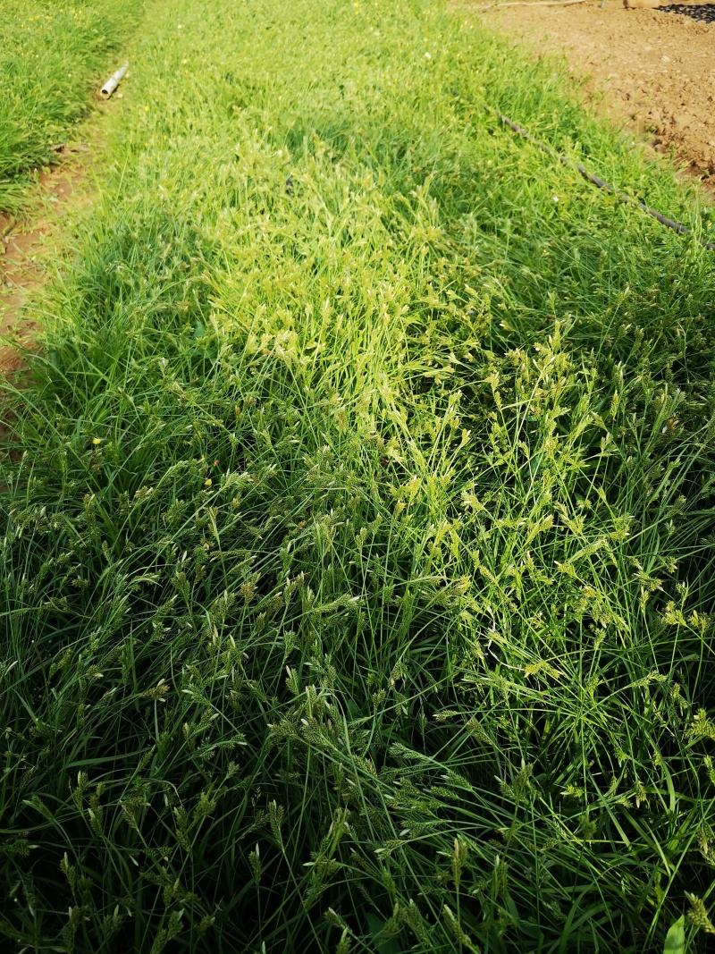 多年生涝峪苔草崂峪苔草青绿苔草苗圃直供大量供应