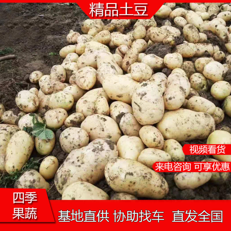 襄阳万亩土豆沃土实验一黄心量大优惠