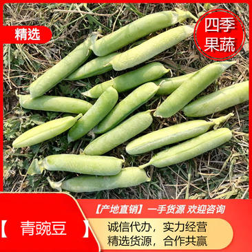【精品青豌豆】出口级质量保证长寿仁中豌系列量大优惠