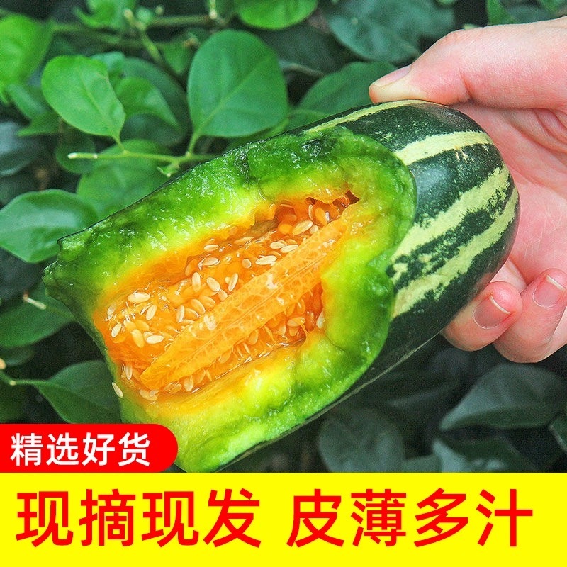 甜瓜博洋9号，品种齐全，口感脆甜，货源充足可以发往全国。