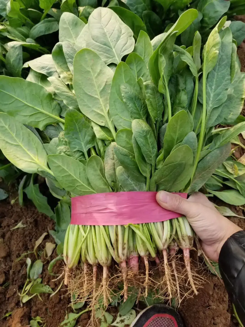 河北万亩菠菜基地直供实力代办诚信经营视频看货