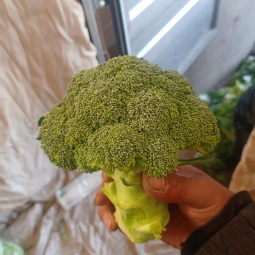 精品西兰花基地直销质量保证诚信经营