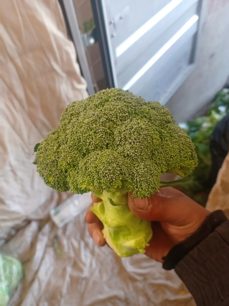 精品西兰花基地直销质量保证诚信经营
