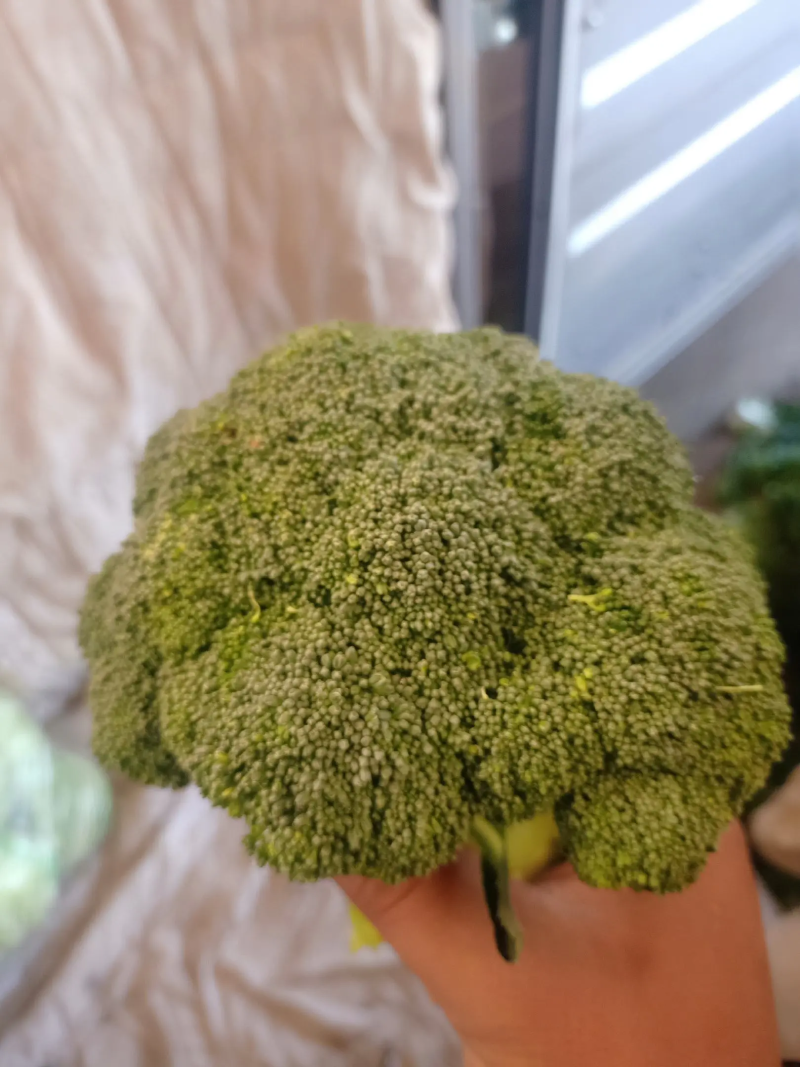 精品西兰花基地直销质量保证诚信经营