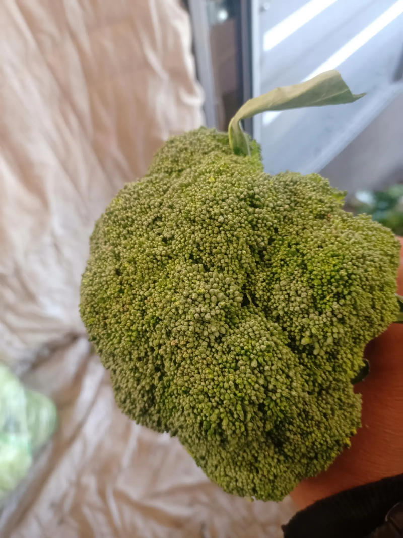 精品西兰花基地直销质量保证诚信经营
