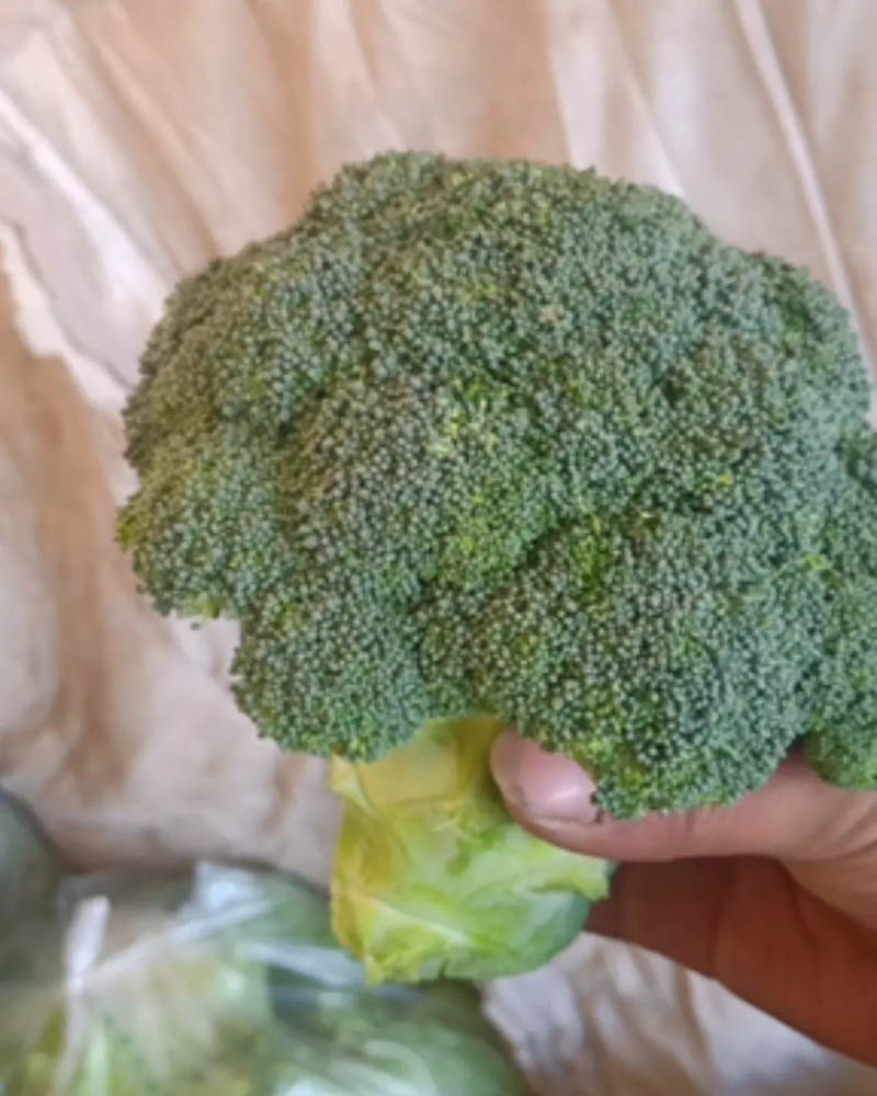 精品西兰花基地直销质量保证诚信经营