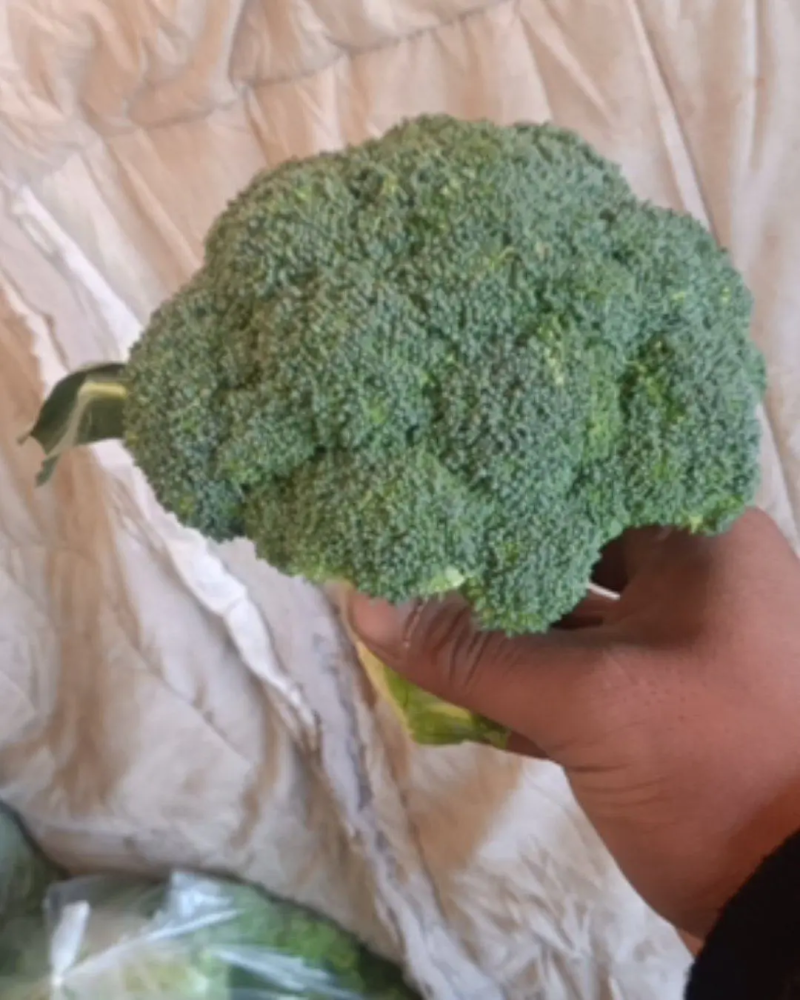 精品西兰花基地直销质量保证诚信经营