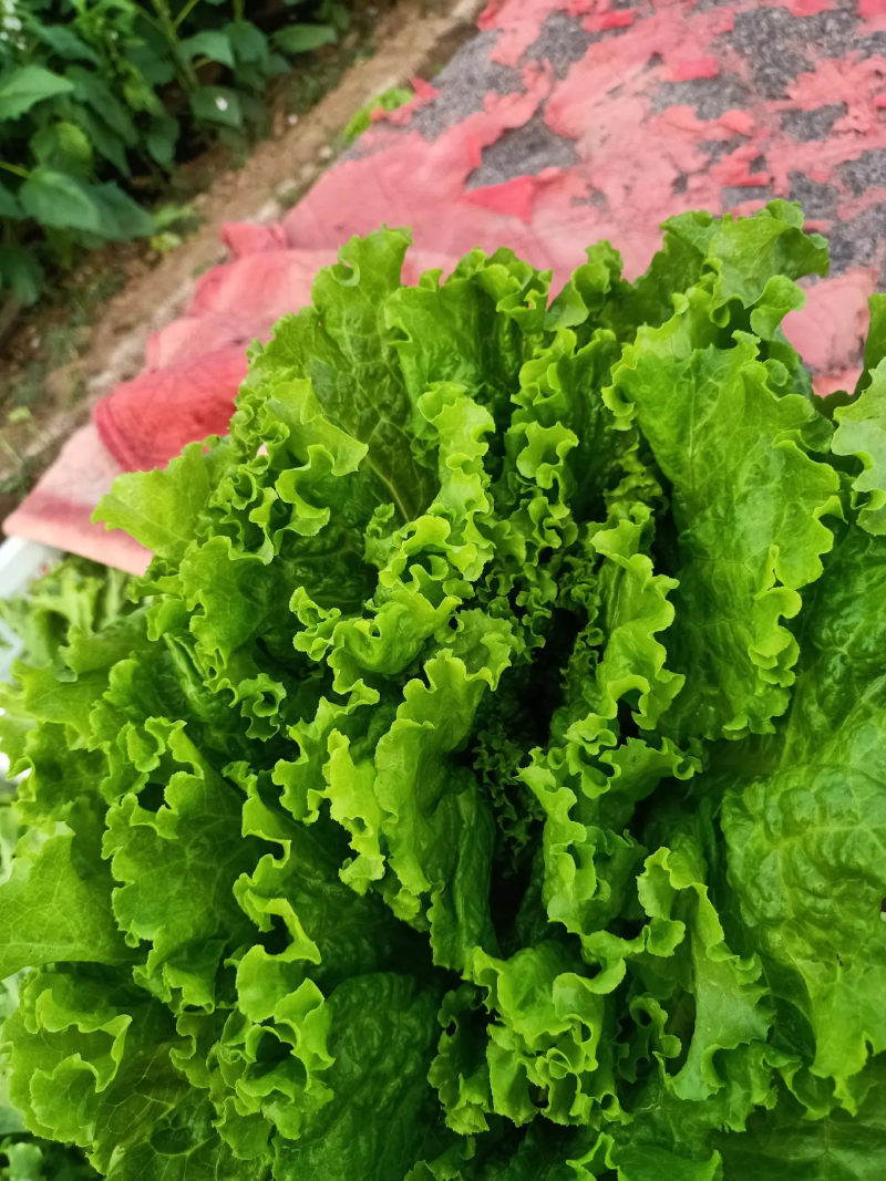 河北邯郸万亩生菜产地直销质量保证诚信经营