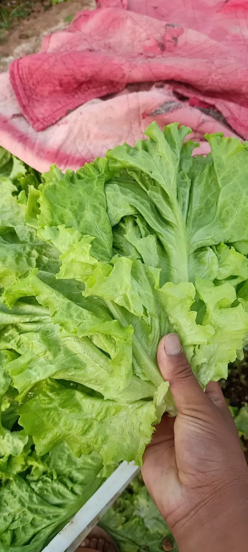 河北邯郸万亩生菜产地直销质量保证诚信经营