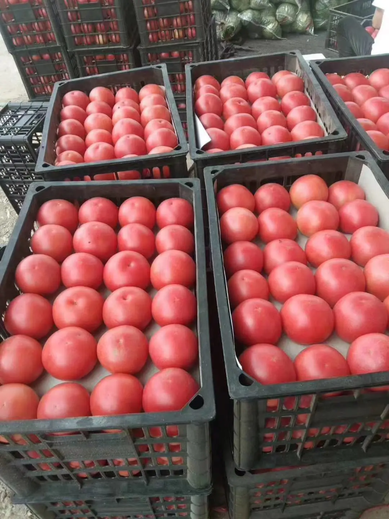 河北万亩西红柿基地直发货源充足质量保证诚信买卖