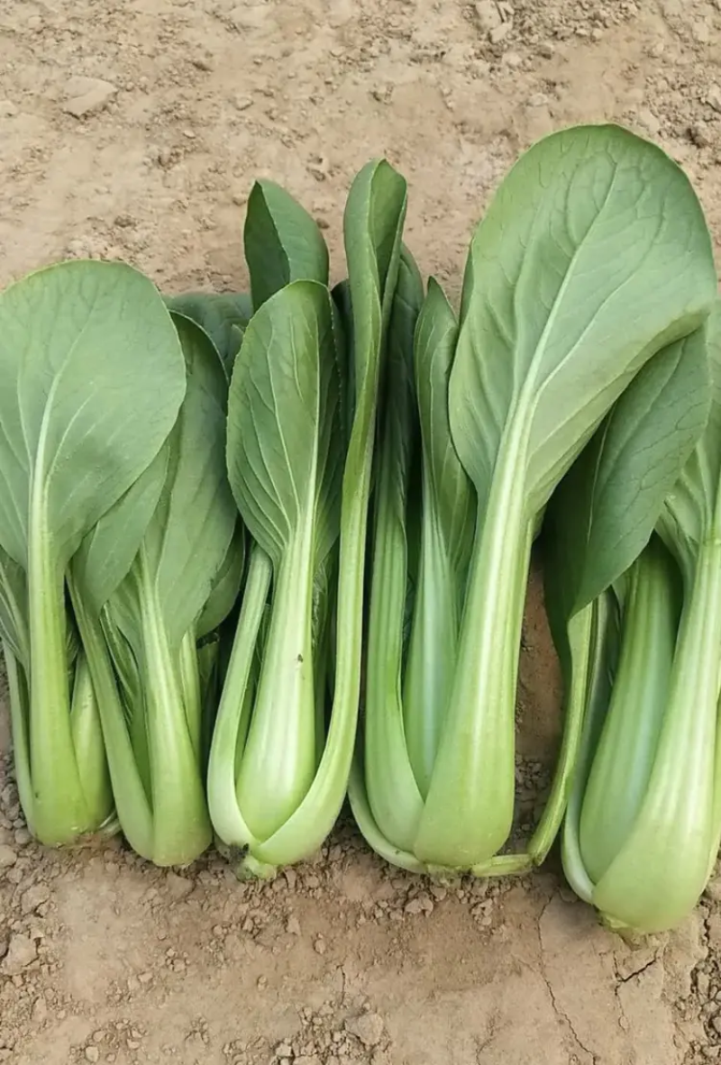 精品上海青油菜产地直销实力代办对接商超团购