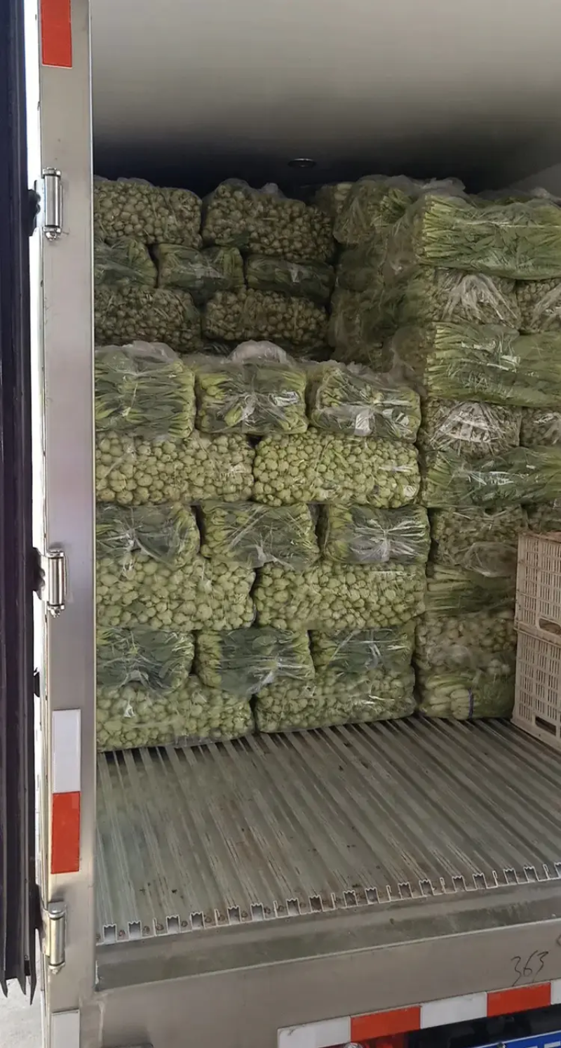精品上海青油菜产地直销实力代办对接商超团购