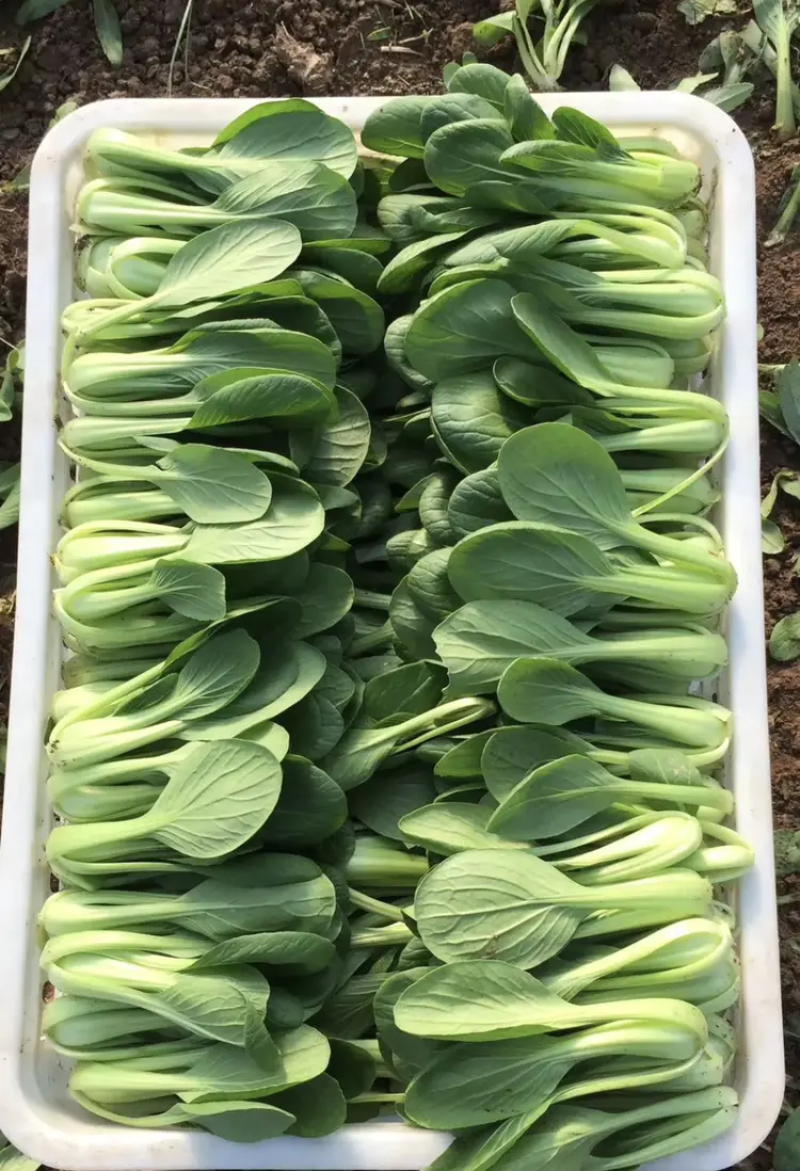 精品上海青油菜产地直销实力代办对接商超团购