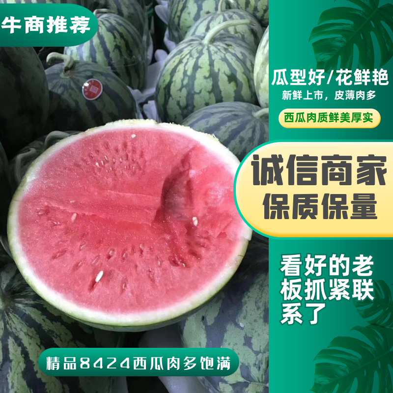 【精品】美都西瓜大量上市产地直销代发全国保质保量
