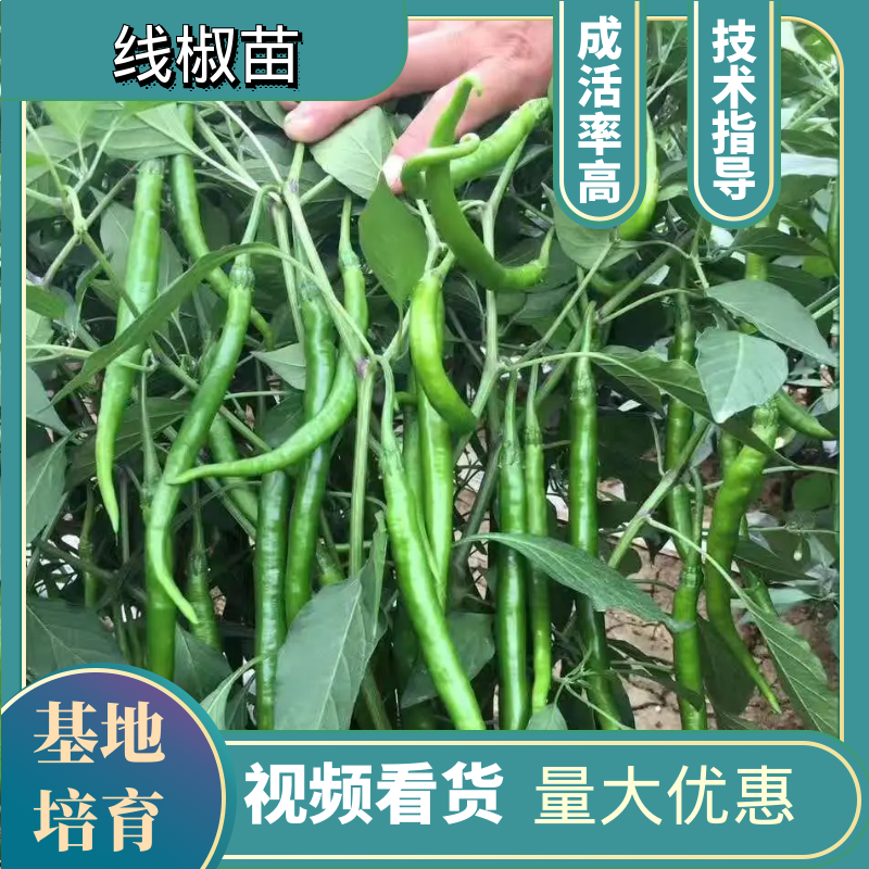 辣椒苗，线椒苗，818辣椒苗子，辣椒王苗子