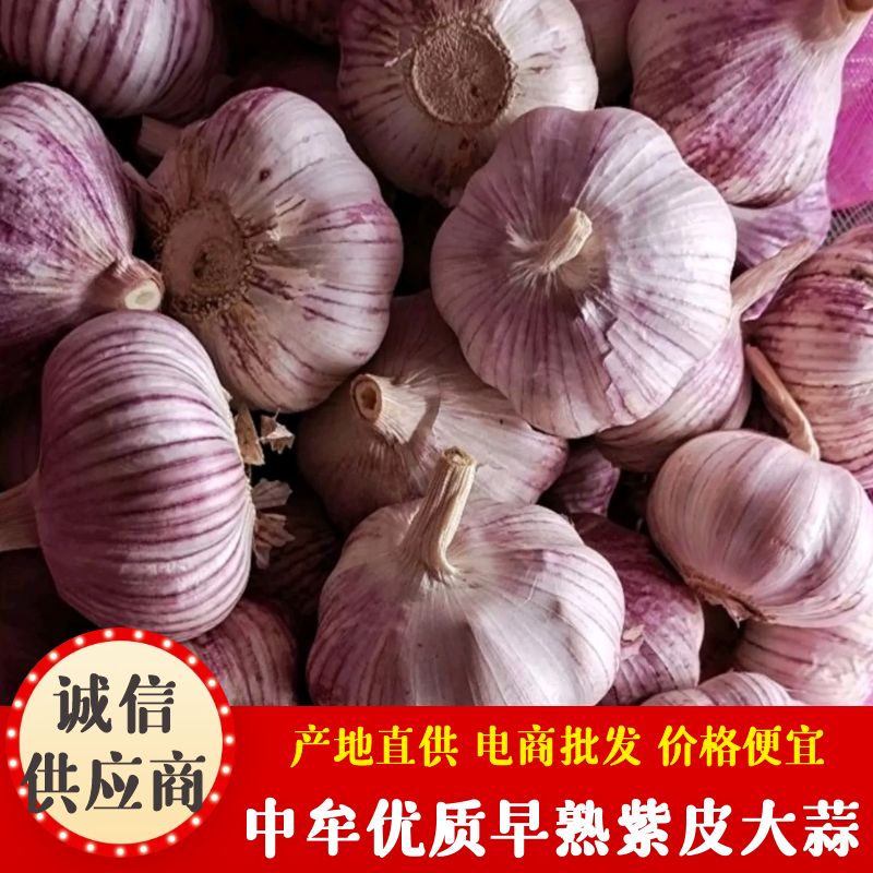 河南大蒜，太空蒜，老蒜，紫皮大蒜，承接各种出口订单