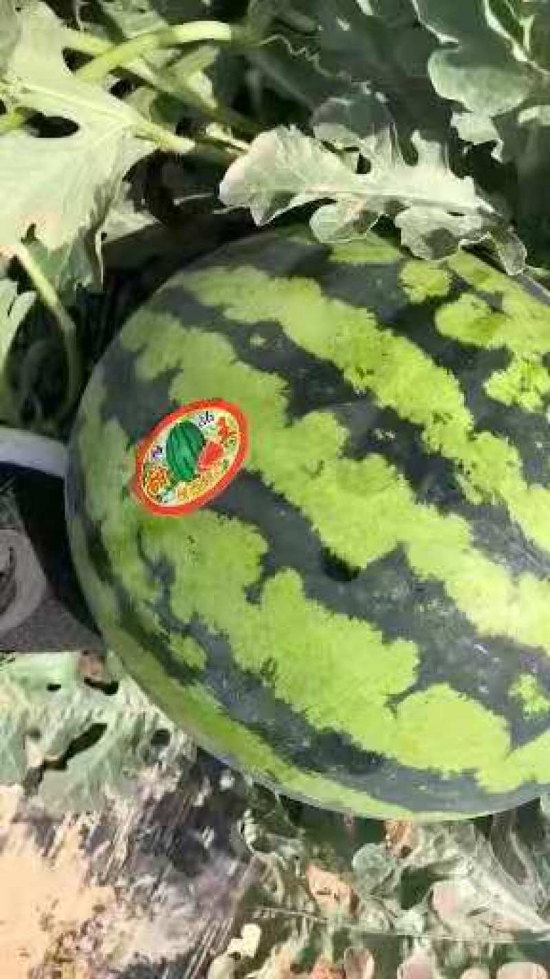 甜王西瓜陕西西瓜万亩瓜地大量上市欢迎实地考察量大优惠