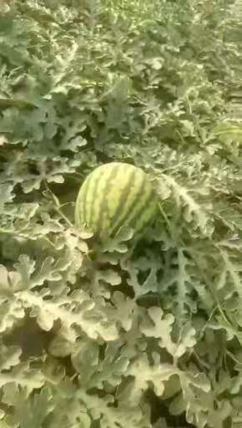 甜王西瓜陕西西瓜万亩瓜地大量上市欢迎实地考察量大优惠