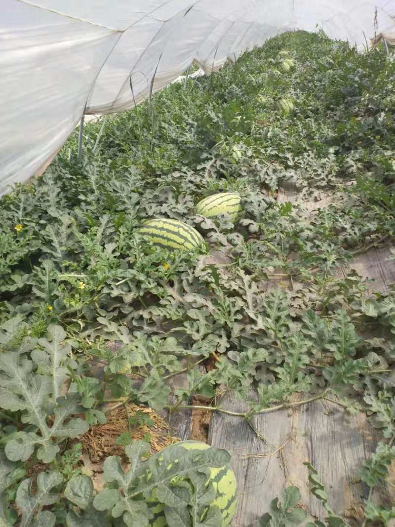 甜王西瓜陕西西瓜万亩瓜地大量上市欢迎实地考察量大优惠