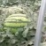 甜王西瓜陕西西瓜万亩瓜地大量上市欢迎实地考察量大优惠