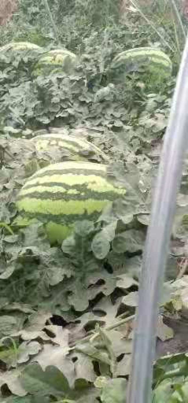 甜王西瓜陕西西瓜万亩瓜地大量上市欢迎实地考察量大优惠