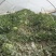 甜王西瓜陕西西瓜万亩瓜地大量上市欢迎实地考察量大优惠