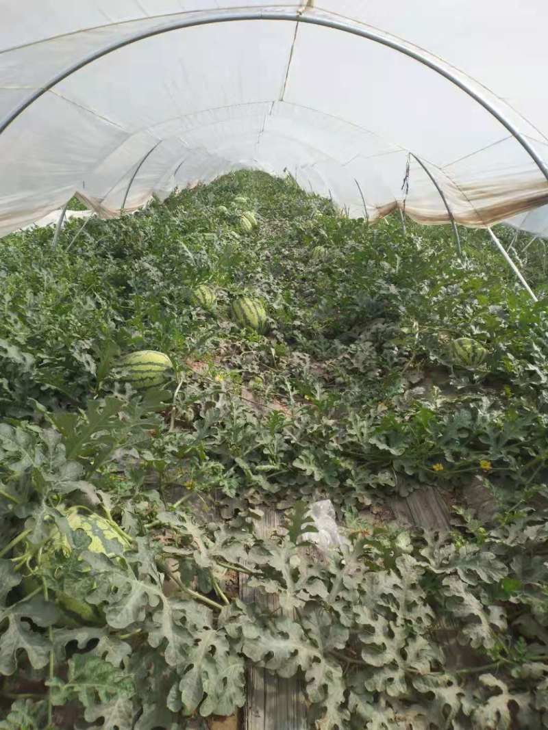甜王西瓜陕西西瓜万亩瓜地大量上市欢迎实地考察量大优惠