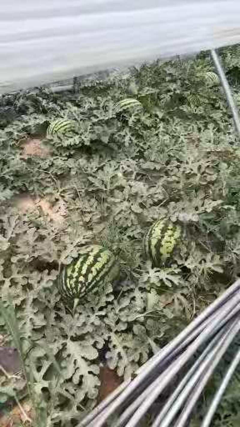 甜王西瓜陕西西瓜万亩瓜地大量上市欢迎实地考察量大优惠