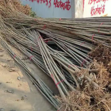 山东冠县速生杨107/108杨树苗育苗基地直发