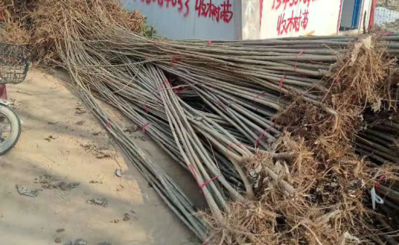 山东冠县速生杨107/108杨树苗育苗基地直发