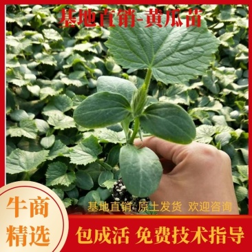 黄瓜苗嫁接强雌黄瓜苗778黄瓜苗油亮绿瓢抗病